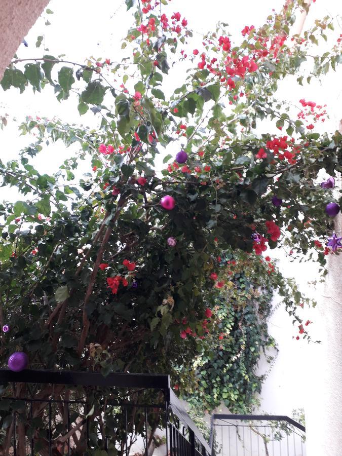 Aegina'S Flowers House Exterior photo